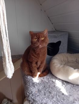 BKH Katze Sucht ein liebevolles Zuhause! - Heldrungen