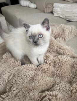 Britisch Kurzhaar (BKH) Babykater - liebevoll, verspielt & anhänglich - sucht neues Zuhause - Heiligenhaus