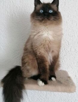 😻 Reinrassige Heilige Birma Kitten - ab Mitte Dezember abzugeben! 😻 - Reutlingen