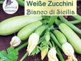 ♥ Bio weiße Zucchini Bianco di Sicilia Samen samenfest Gemüse Garten Tulpenstolz, Cucurbita pepo,weiss,Saatgut,Seeds in 22457