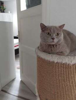 Mogli BKH sucht ein neues zu Hause - Bockenem