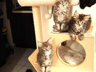 Wunderschöne Maine Coon Kitten - Mühlheim (Main)