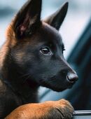 Malinoiswelpen, vielversprechend und talentiert abzugeben in 23936