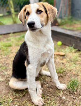 Yuna sucht Zuhause - Kall