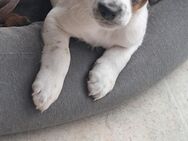 Jack-Russel-Mix - Welpe, männlich - Oranienburg