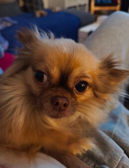 Chihuahua - Rheinbach
