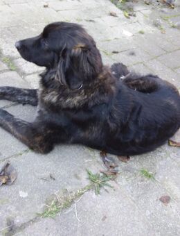 Elly sucht neues Zuhause - Hannover