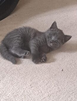 BKH Kitten - Rahden