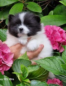 Pomeranian zwergspitz - Duisburg