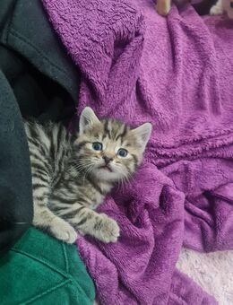 Katzenbabys Kitten Katze Kater m/w - Elsfleth