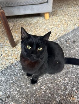 Clara - verspielte Katze sucht Dich! - Walluf