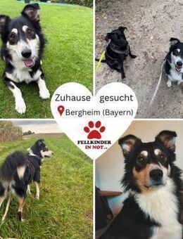 hübscher Border Collie Cuby sucht.... - Margetshöchheim
