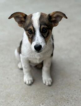 Ypsie sucht ein eigenes Körbchen - Celle