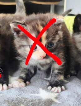 Entzückende Katzenkinder Maine Coon × BKH Flauschkugeln geimpft entwurmt gechipt mit Starterpaket - Viersen