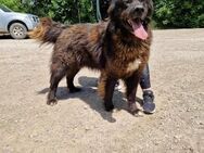 Munterer SPARTAK sucht ein Zuhause ♥️ - München