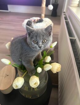 BKH Kitten - Salzgitter