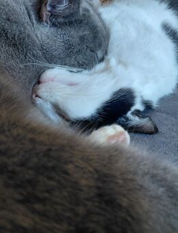 Katzen in liebevolle Hände abzugeben - Welzow