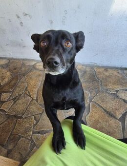 Elsie ❤️ sucht ihre Familie - Kalkar