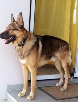 Bebo 💗 Liebevolles Fellnäschen! - Hamburg