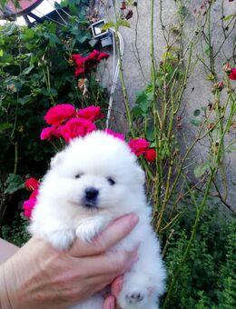 Reinrassige Pomeranian Welpen - Kyritz