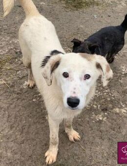 Karo sucht ihre Familie❣️❣️❣️ - Spenge