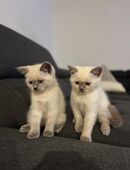 Zwei bezaubernde Britisch kurzhaar Kitten in 89340
