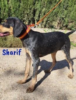 Sharif sportlicher Begleiter 5/24 ESP - Ruppertsecken