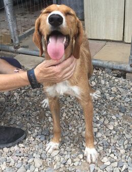 Marley wünscht sich ein Zuhause - Voerde (Niederrhein) Zentrum
