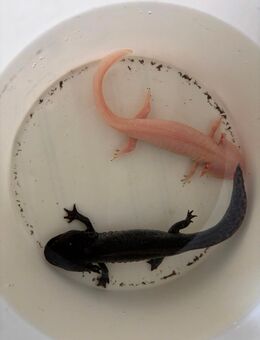 Axolotl abzugeben - Lützen