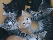 2 EKH Heilige Birma Kitten Katzen abholbereit - Schaffhausen