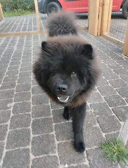 Simba. Chow Chow für Rassekenner - Aachen