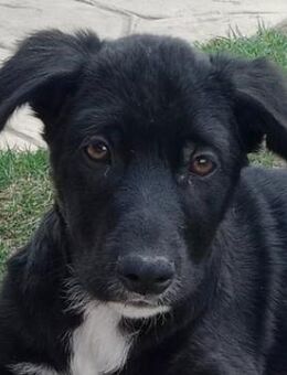 Taxo, geb. ca. 12/2024, GRIECHENLAND - Euskirchen