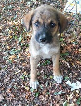 Kleiner Kämpfer sucht sein großes Glück - Rambin