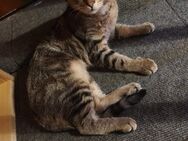 Kater zu verkaufen - Aerzen