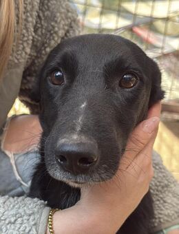 Majka - sucht ein Zuhause! - Köln