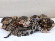 Bengal Kitten in Brown und Charcoal spotted - Scharbeutz