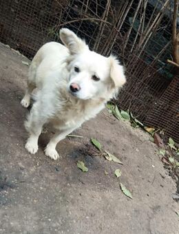 Prinzessin Mila sucht ihr Schloss - Großefehn