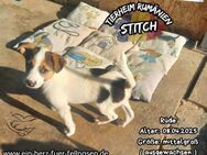 STITCH-hätte dich gerne für sich allein - Waakirchen