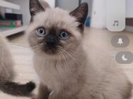 BKH Kitten Point - Berlin