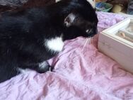 VERKAUFE HAUSKATZE - Oberhausen