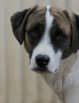 Zarte Tara sucht geduldige Herzen - Kallmünz