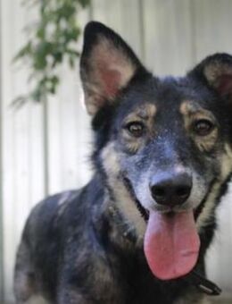 Camilla, traumhafte Familienhündin - Neuhausen (Spree)