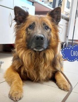 Chow möchte ein Zuhause - Flörsheim-Dalsheim