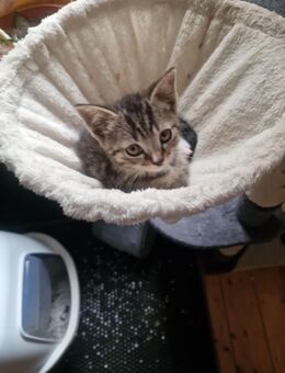 BKH-Mix Babykatzen abzugeben – 3 Jungs & 3 Mädchen – entwurmt, kinderlieb - Bissendorf