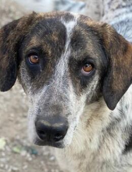 Nonga, geb. ca. 06/2023, GRIECHENLAND - Euskirchen