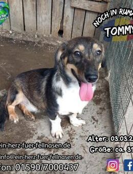 TOMMY - möchte sooo gerne wieder glänzen - Waakirchen