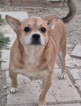 kleinr Goku hat seinen Menschen verloren - Morsbach