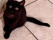 Abgabebereit! BKH Kitten Tabby Dark Chocolate - Bad Vilbel