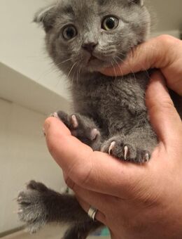 BabyKatze - Münster