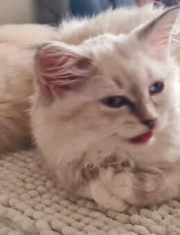 Neva-Masquarade kitten - Wiesbaden